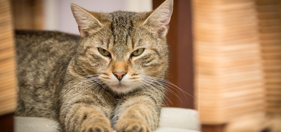 Streunerkatzen: Neue Kastrationsaktion von Land, Gemeinden und Tierärztekammer präsentiert