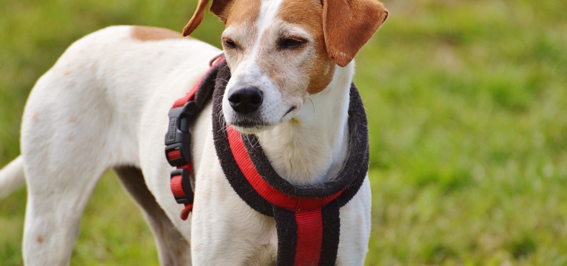 Wir sind gegen die Erhöhung der Hundeabgabe!