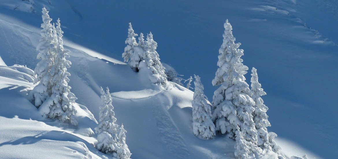 Große Not des Wildes in den von Schneemassen massiv betroffenen Regionen lindern!