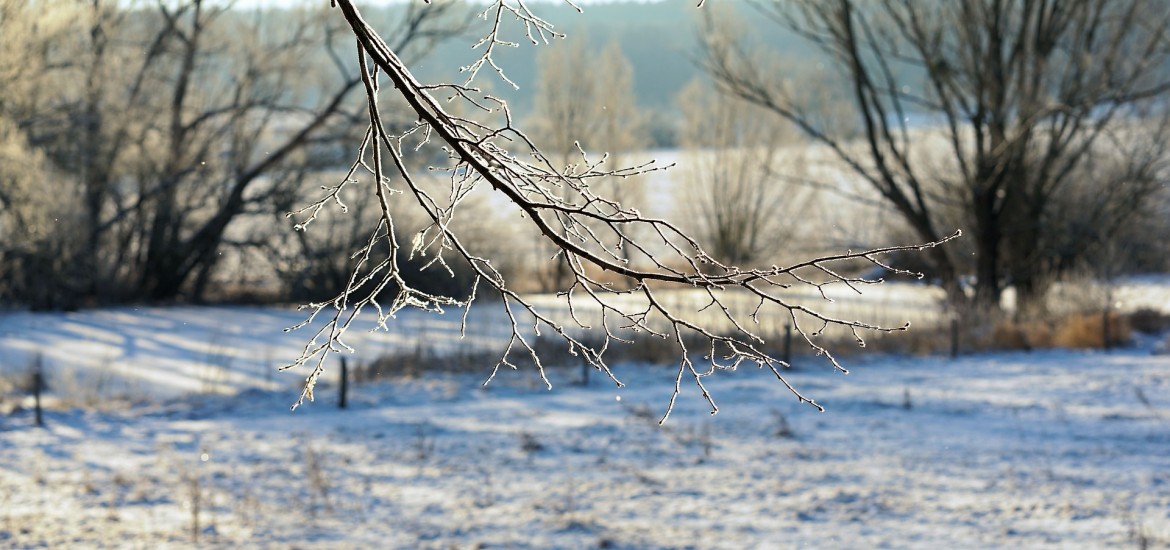 Kärntner Jäger führen wegen extremen Winters Notfütterungen durch