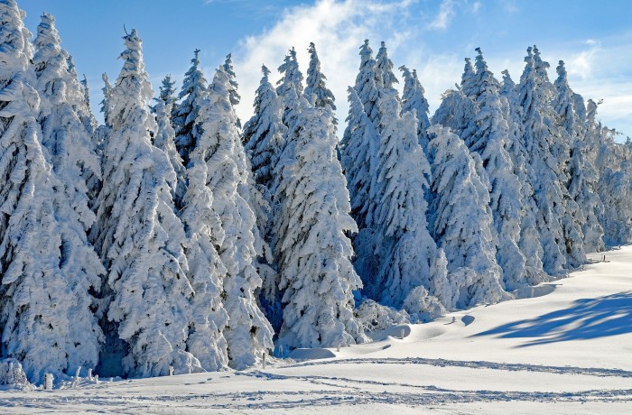 Massive Schneemengen in vielen Regionen: Große Not des Wildes lindern!