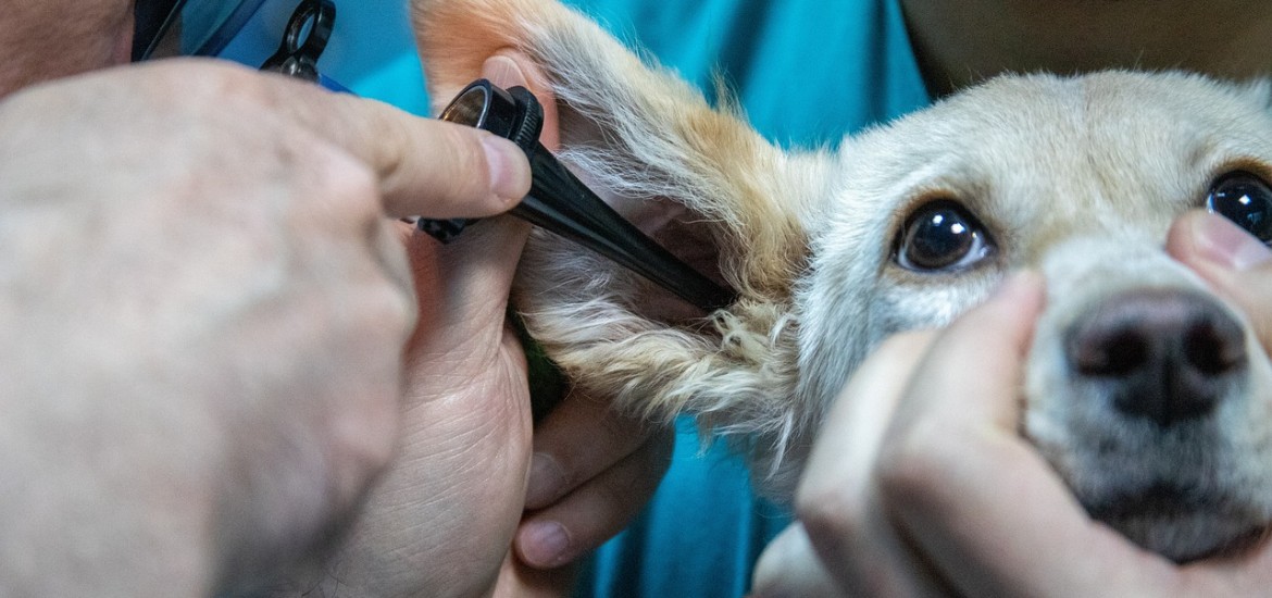 Aufschrei der Tierärzte: Prettner muss Tierärztenotdienst endlich umsetzen!