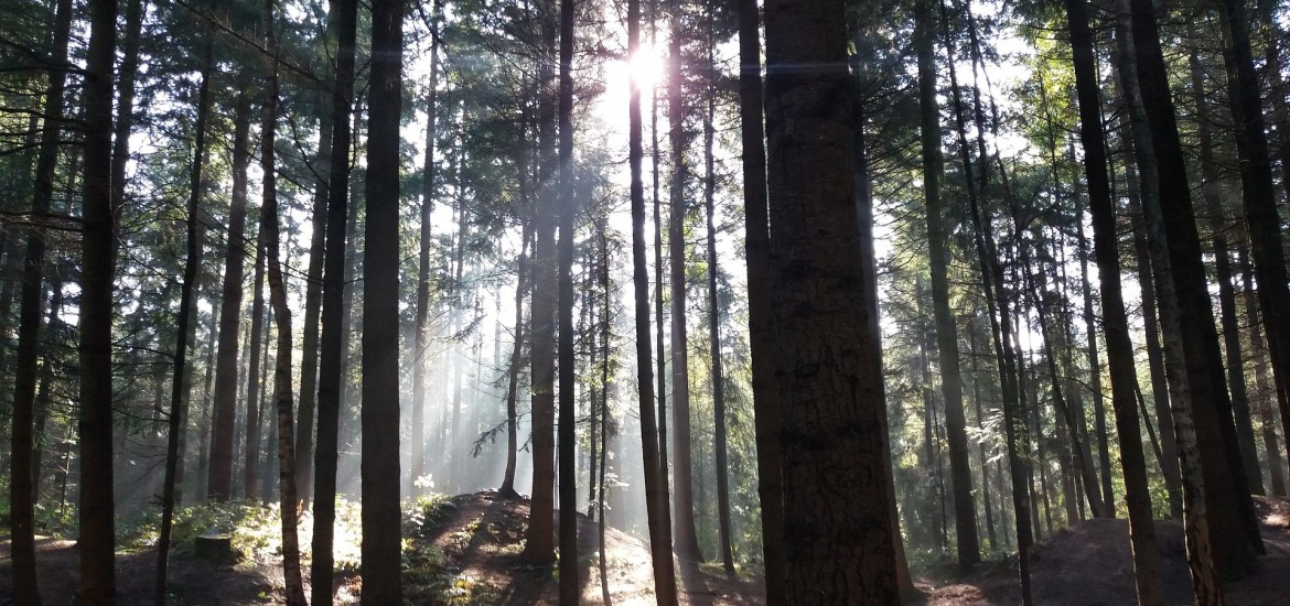 Kärntner Wälder für unsere Zukunft sichern