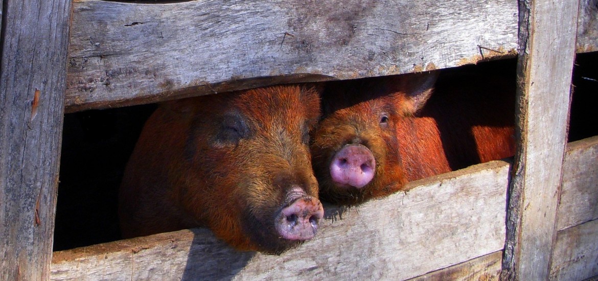 Der Wahlkampf-Schmäh der Grünen mit dem Tierschutz