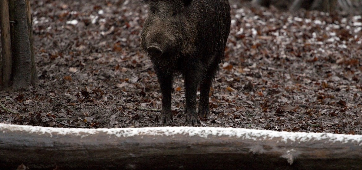 FPÖ Kärnten fordert Runden Tisch zum Thema Schwarzwildproblematik!