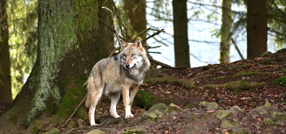 Gesetz zur leichteren Bejagung von Wölfen ist erster positiver Schritt