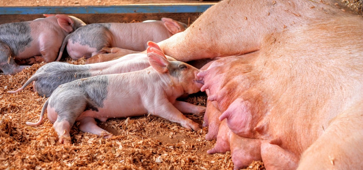 Tierschutzlandesrat Gernot Darmann fordert Erhöhung der Kontrollen in Kärntner Mastbetrieben