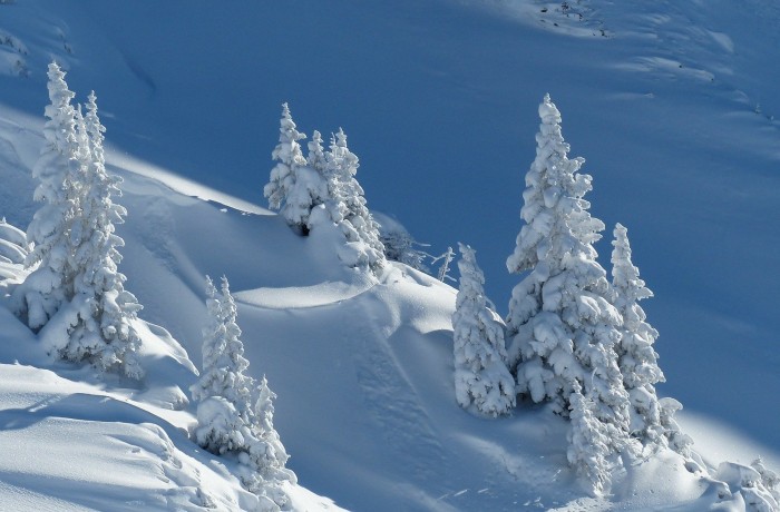 Große Not des Wildes in den von Schneemassen massiv betroffenen Regionen lindern!