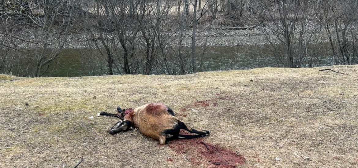 Wolfsrisse in Oberkärnten: Der Schutz von Mensch und Tier muss oberste Priorität haben